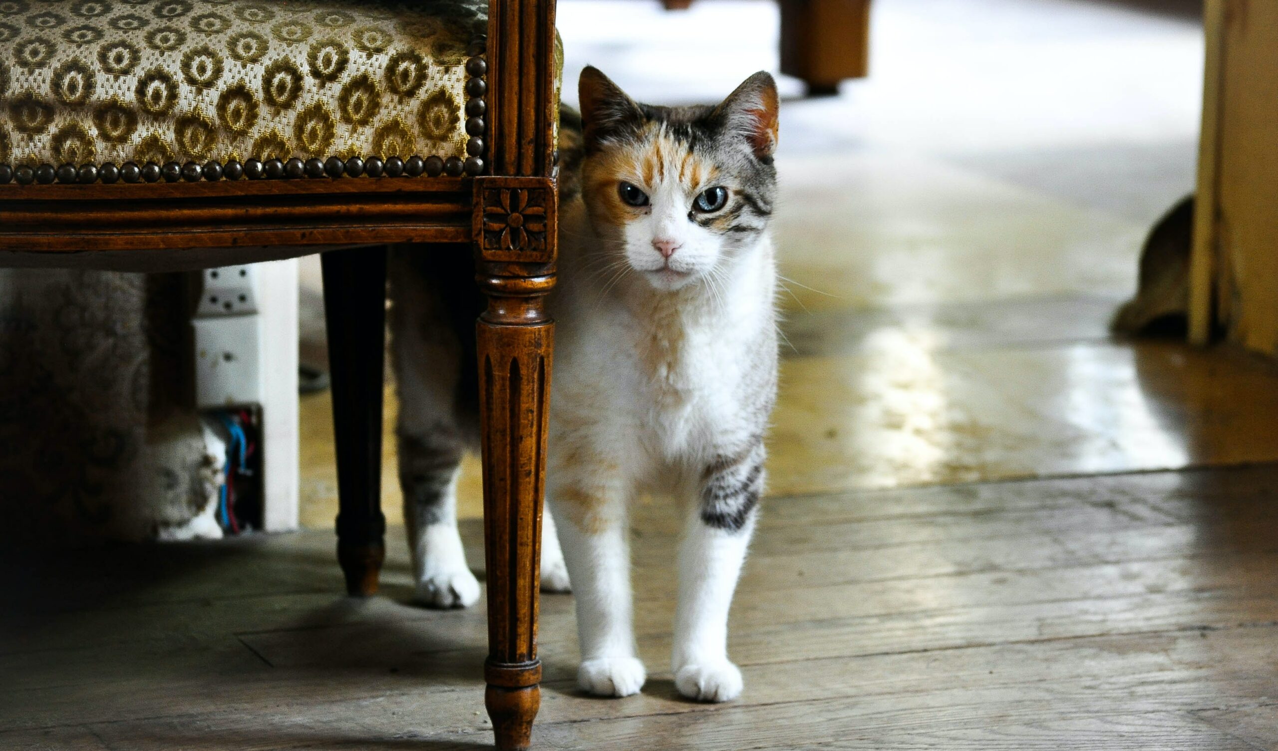 Read more about the article How to Care For an Aging Cat: Understanding Senior Cat Needs
